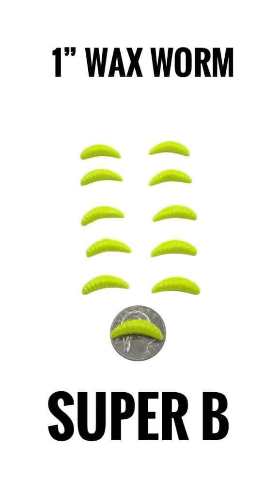 1" WAX WORM