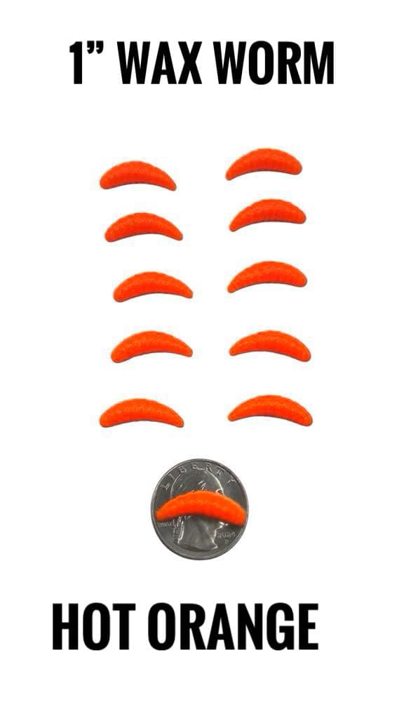 1" WAX WORM