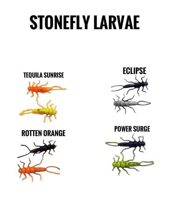 Stonefly Larvae